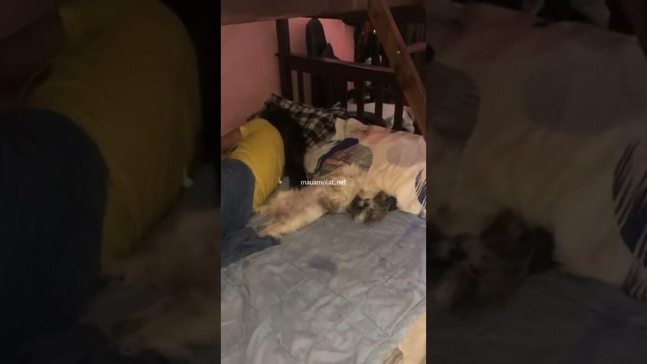 Best Sleeping Position of a Shih Tzu Dog