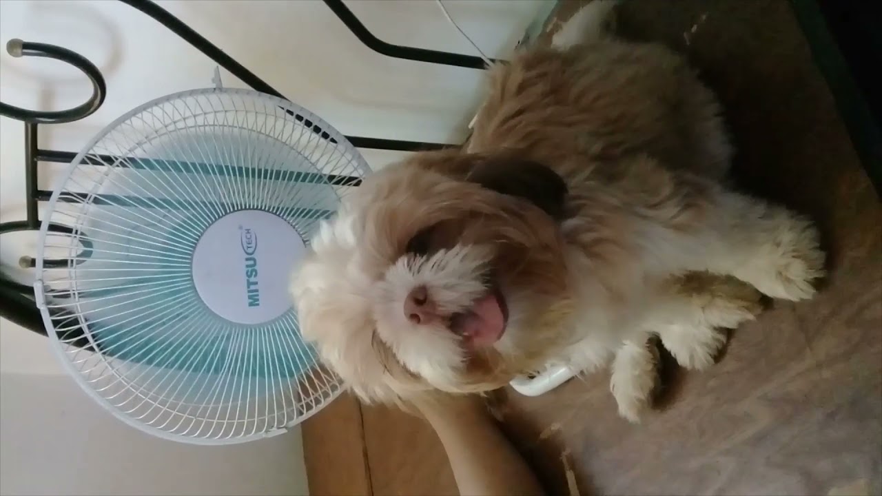 Shih Tzu loves the Electric fan