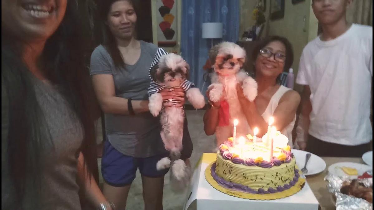 'Video thumbnail for [Chummy and Lala] Happy Birthday Shih Tzu Puppies :)'