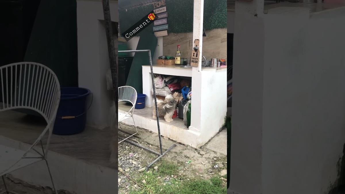 'Video thumbnail for I found a Shih Tzu Puppy Sneaking ๐พ๐ถ | Dog lost and Found๐
#shorts'