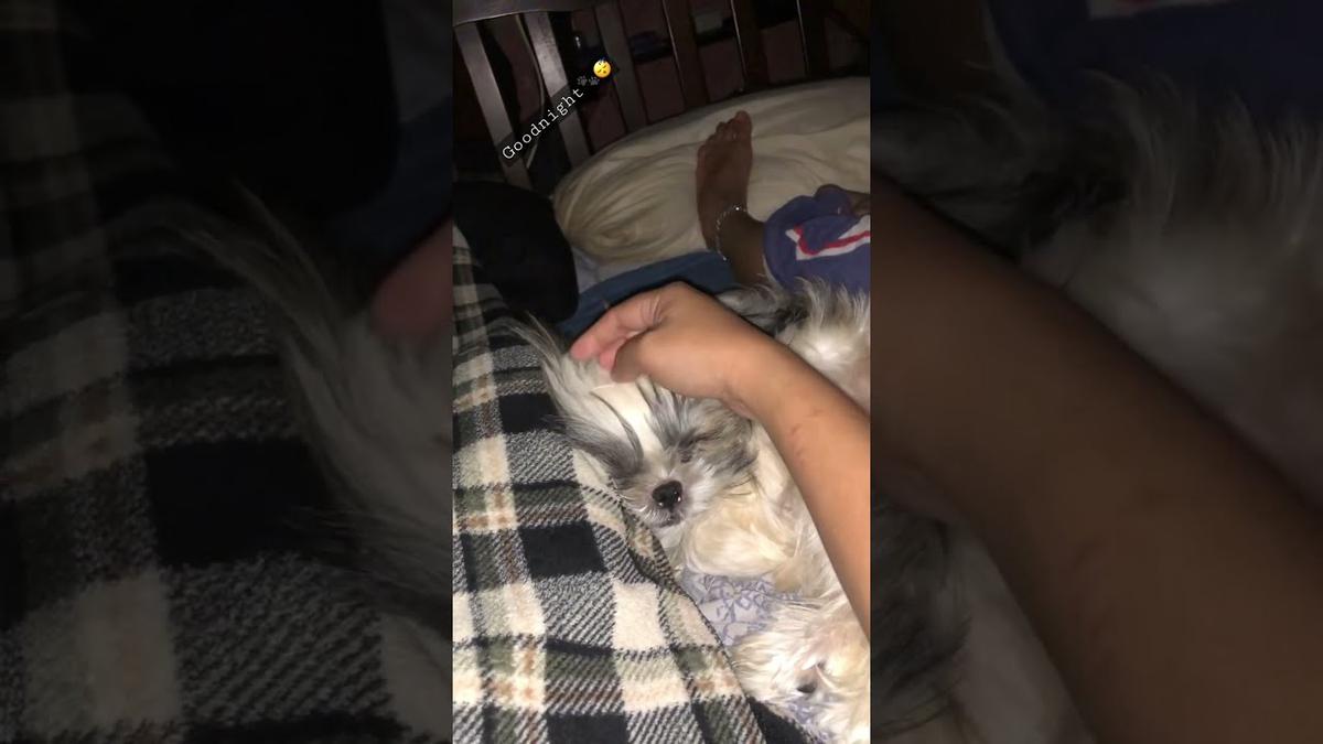'Video thumbnail for My Shih Tzu Puppy Sleeping like a baby. Goodnight! 🐾😴'