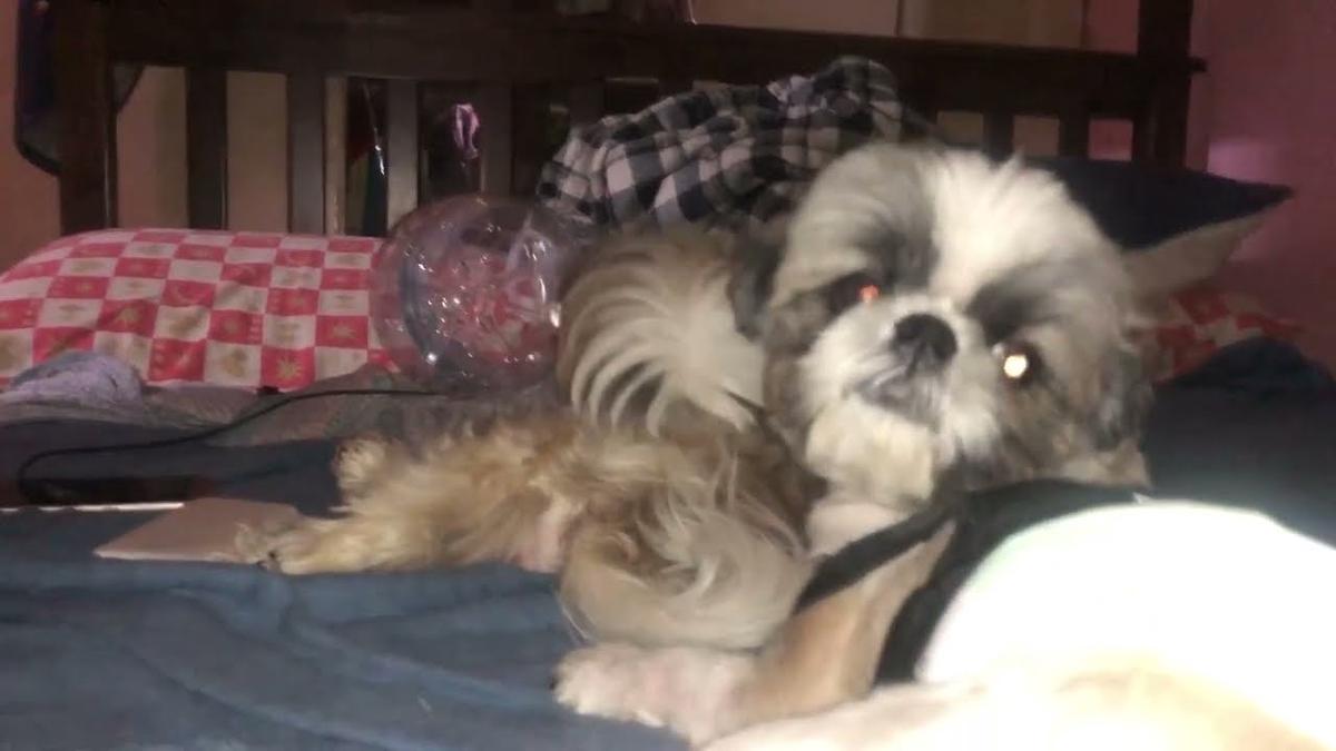 'Video thumbnail for This Evening with My Shih Tzu Puppies'