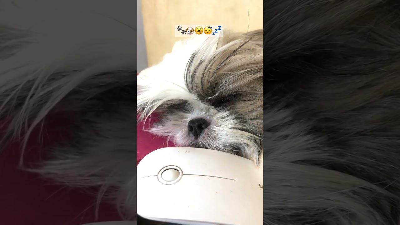 'Video thumbnail for The Sleepy Shih Tzu | Shih tzu Sleeping all the time ๐พ๐ถ'