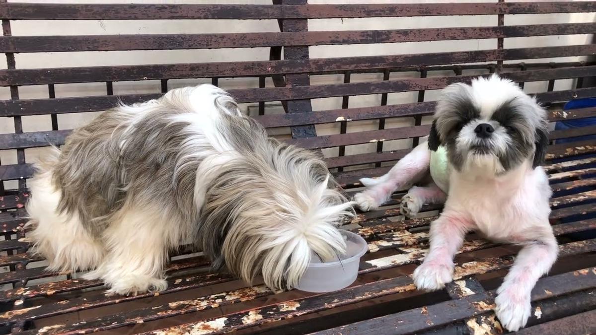 'Video thumbnail for My Shih Tzu puppies drinking their most awaited water. Water is life!'