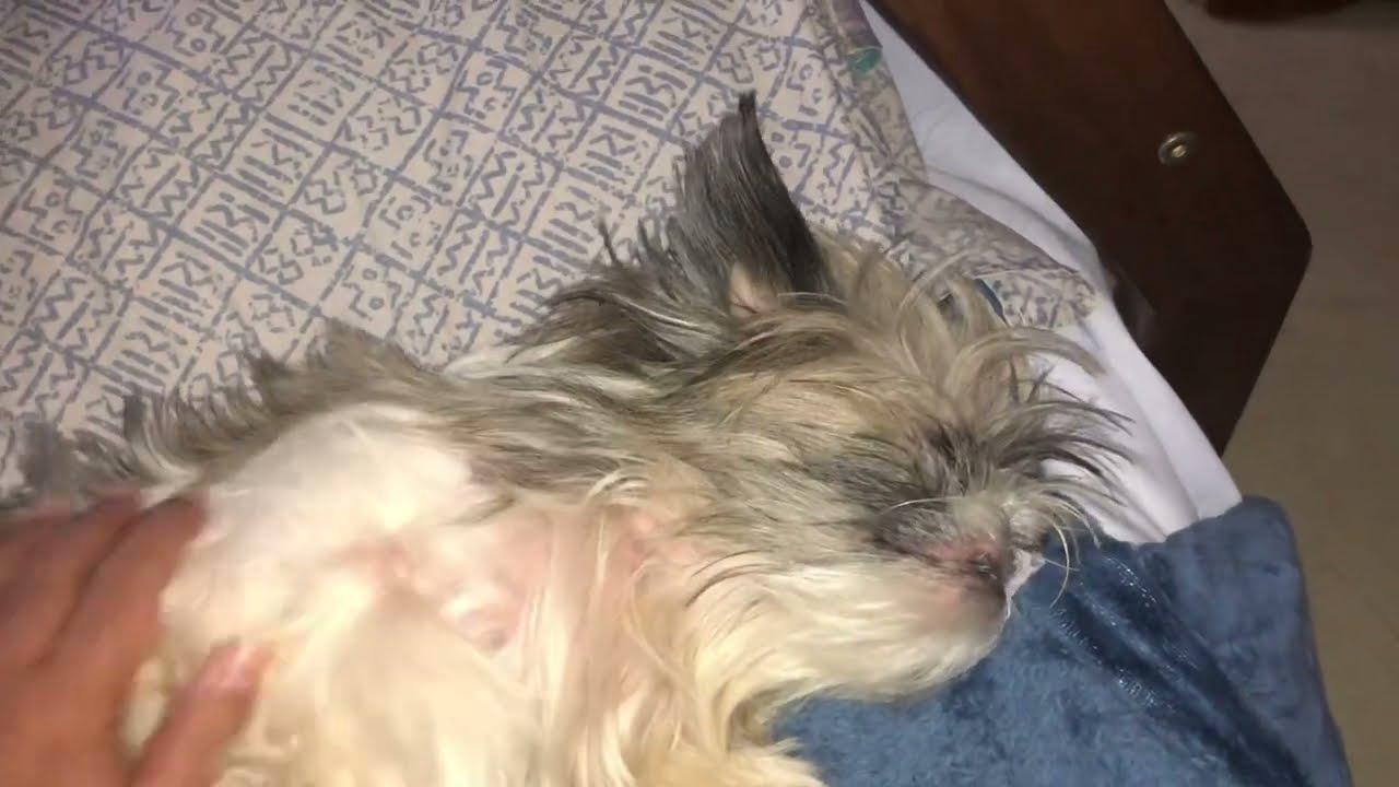 'Video thumbnail for Afternoon Nap with My Shih Tzu Puppies ๐พ๐ฅฑ๐ด๐ค'