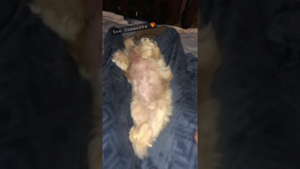 'Video thumbnail for How Cute Shih Tzu Sleeps On My Bed'