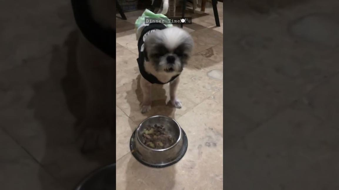 'Video thumbnail for Dinner time with the Shih Tzu babies ๐ฝ๐ถ'