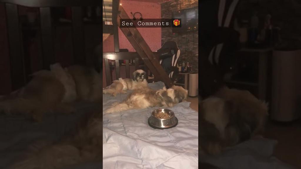 'Video thumbnail for Shih Tzu Cute Puppies Hanging out on my bed'