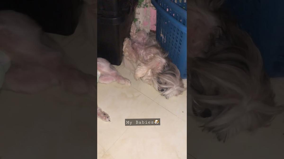 'Video thumbnail for My Shih Tzu puppies sleeping๐ถ๐ด'