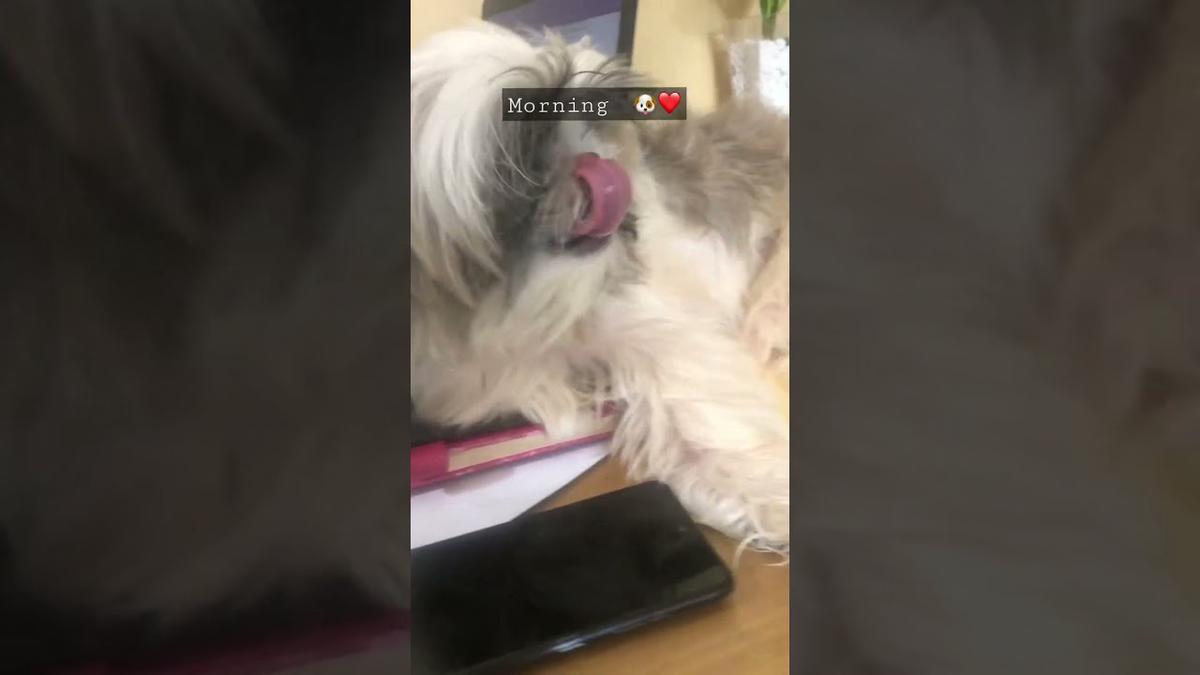 'Video thumbnail for My Shih Tzu Puppy's Morning Star ๐พ๐ถ'