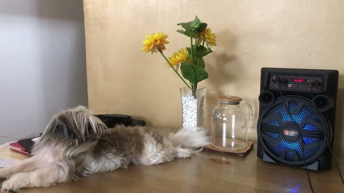 'Video thumbnail for Karaoke with my Shih tzu babies =)'