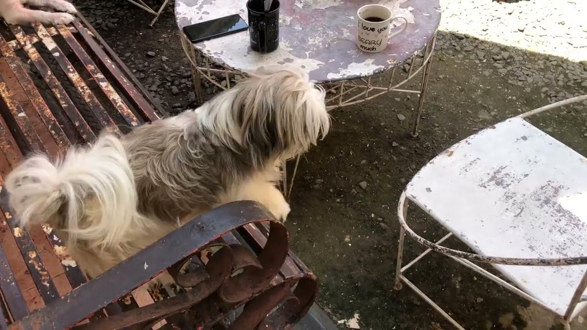 'Video thumbnail for My Shih Tzu Puppy and the Chair'
