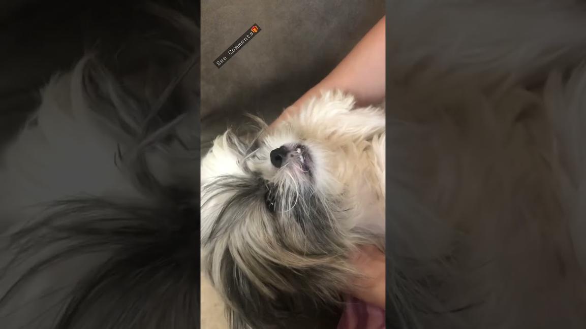 'Video thumbnail for Lala Shih tzu cute puppy vs taking a bath ๐พ๐ถ'