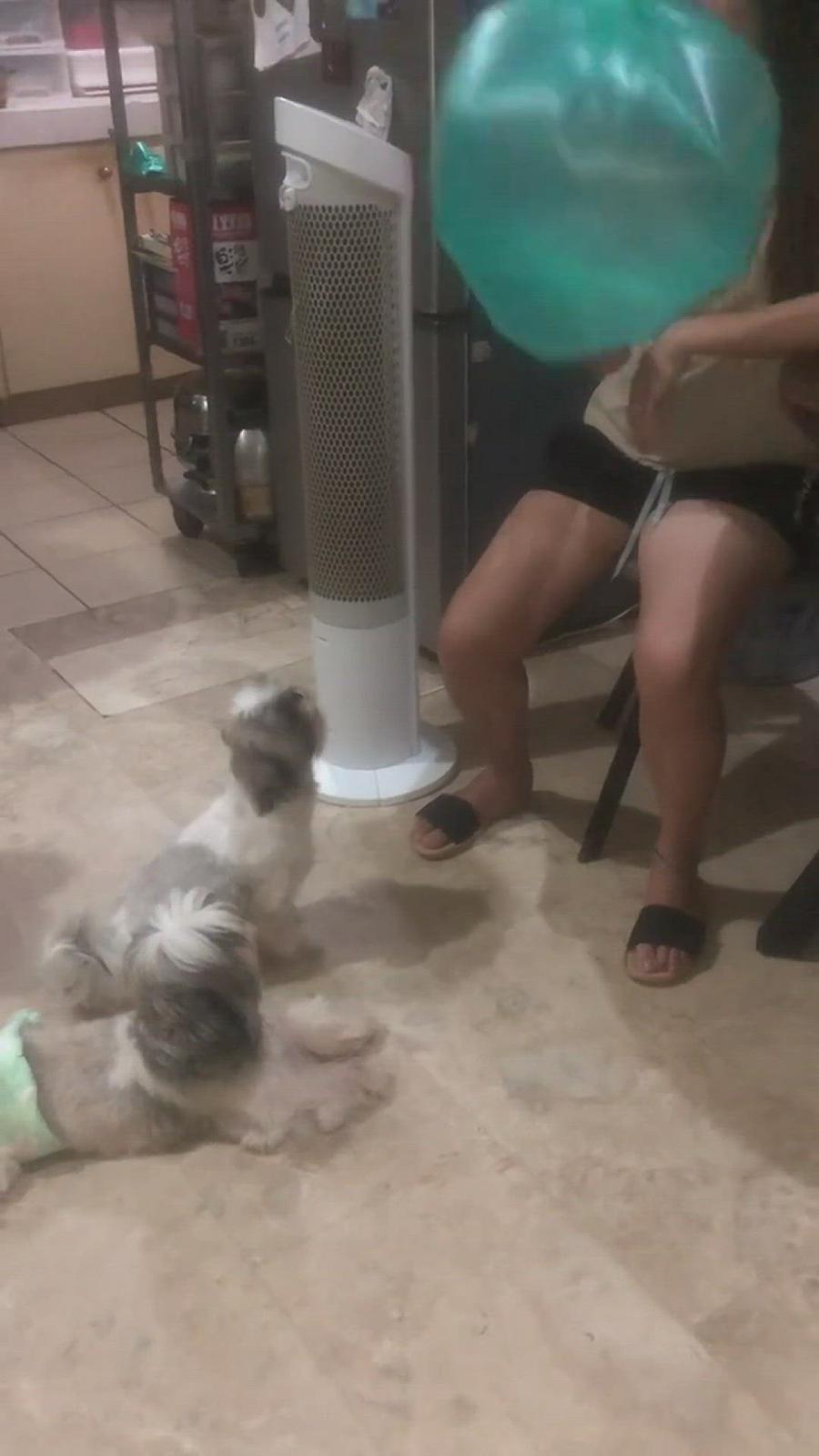'Video thumbnail for Play time with my Shih Tzu puppies ๐ถ'