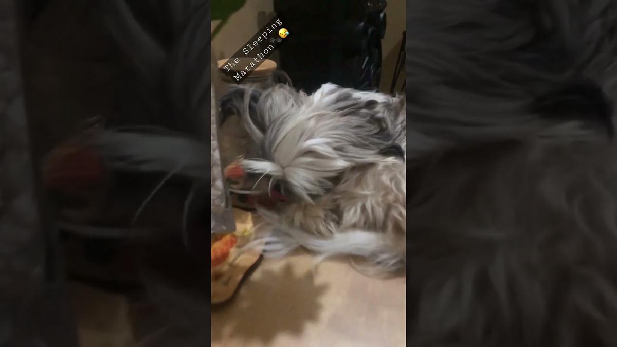 'Video thumbnail for My Shih Tzu puppy came up with her own space to Sleep on the table... ๐'
