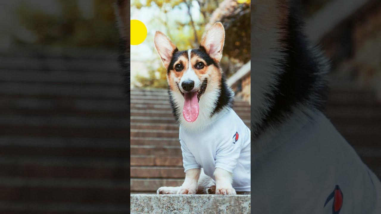 'Video thumbnail for 5 Gift Ideas for Your Dog #shorts'