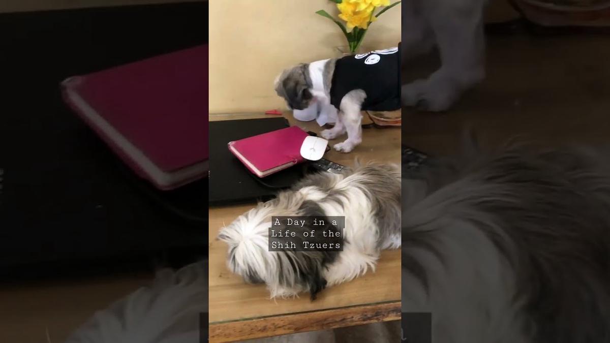 'Video thumbnail for A day in a life of Shih Tzuers 🐾'
